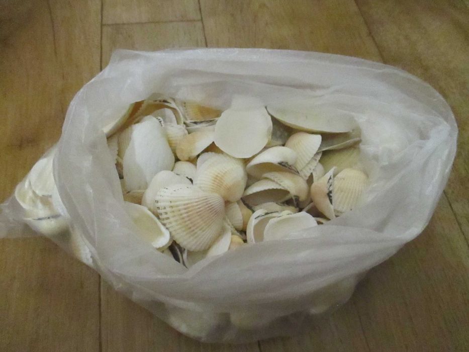 Морские ракушки для аквариума