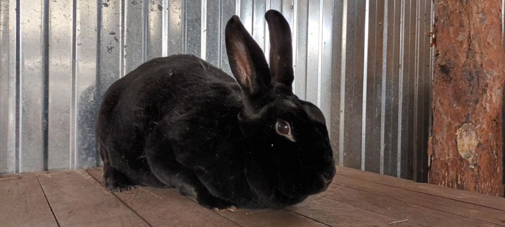 Królik rex czarny