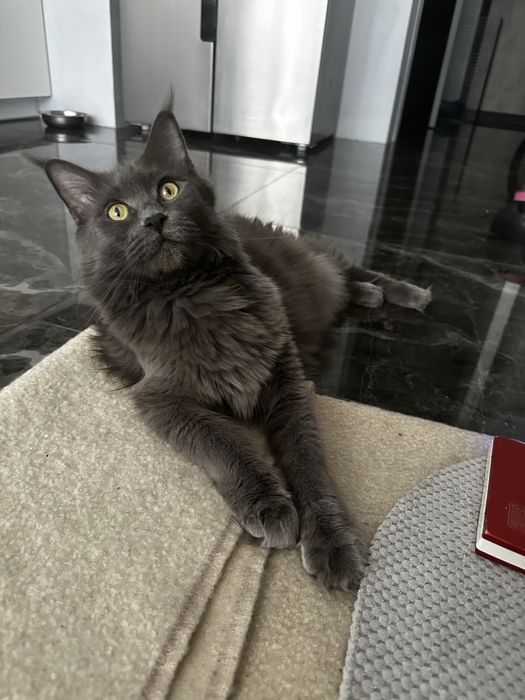 Мейн кун котята  с документами