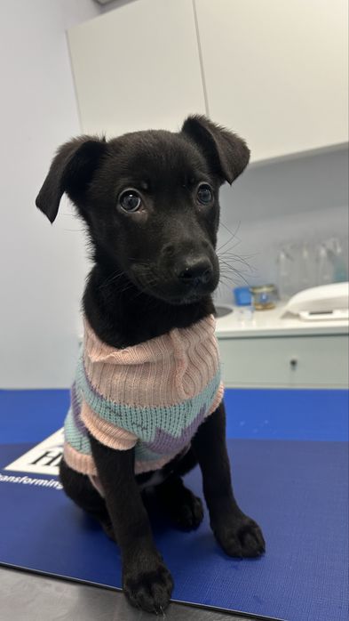 Adocao responsavel - 3 meses