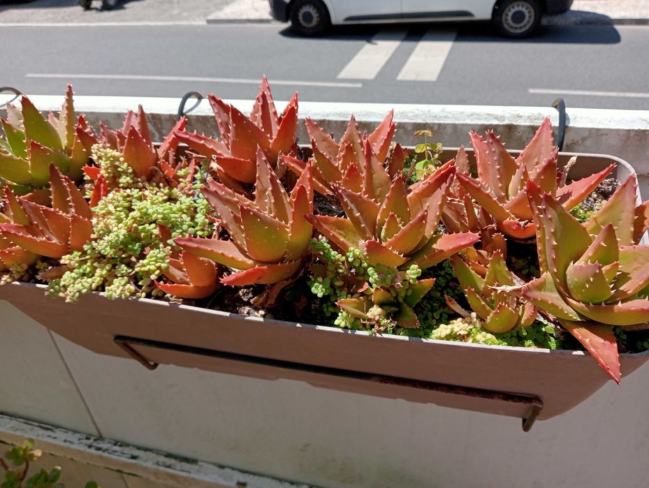 Planta natural, coroa