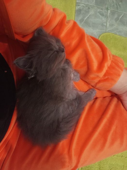 Віддаємо котиняток в добрі руки.