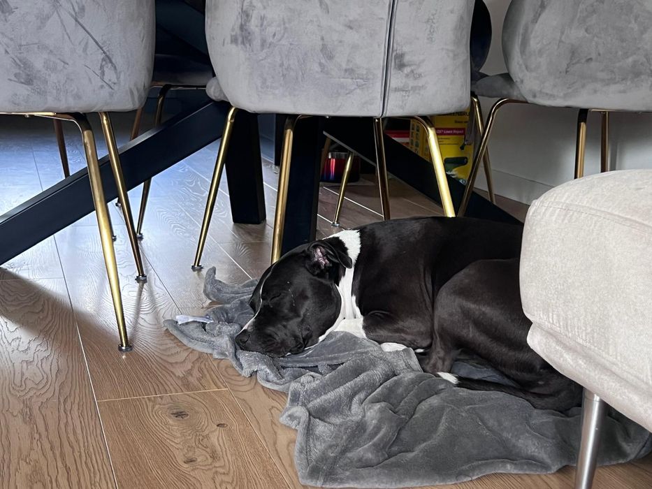 Ammerican Staffordshire Terrier