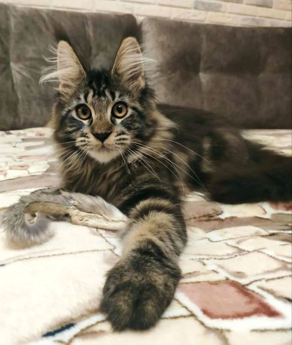 Домашня Рись, кошенята Мейкуна