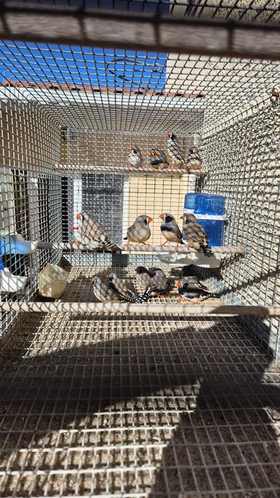 Diamante Mandarins 2025