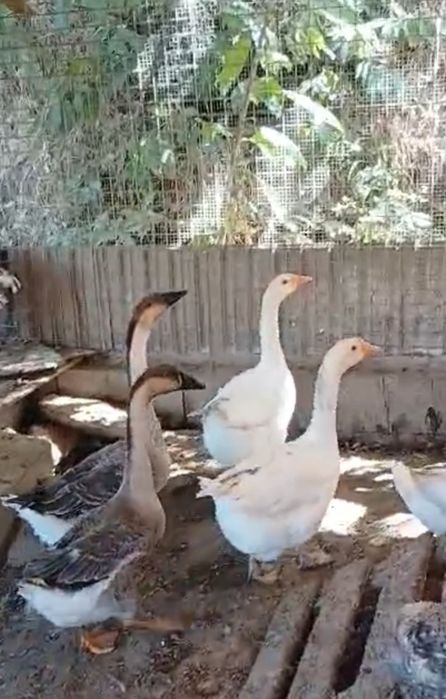 Gansos adultos procuram lago