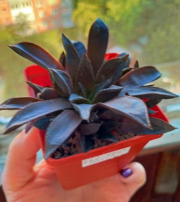 Haworthia хавортія сортова суккулент дітка