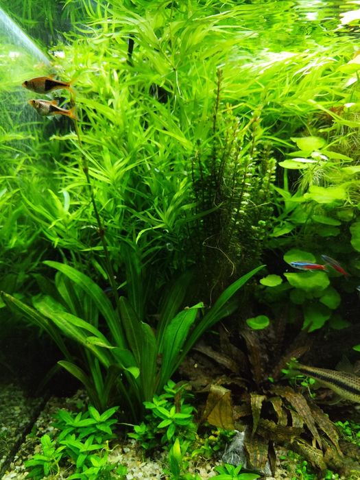 Rośliny akwariowe