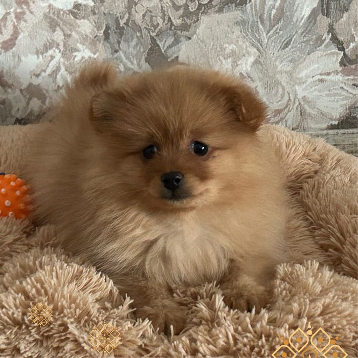 Дуже ніжна гарна дівчинка spitz orange