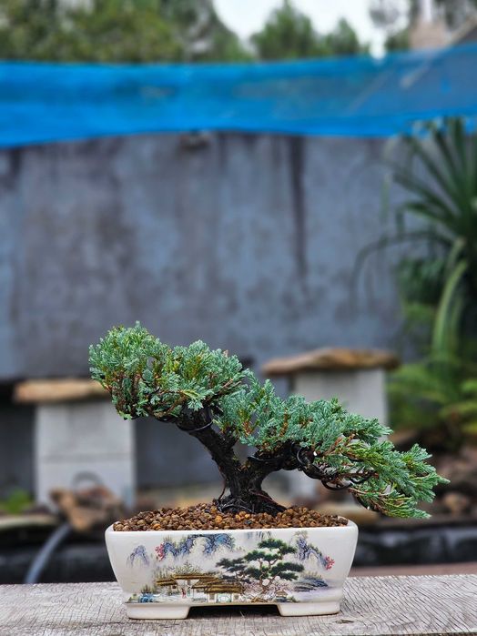 Bonsai juniperus blue
