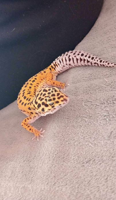 Gekon Lamparci Eublefar