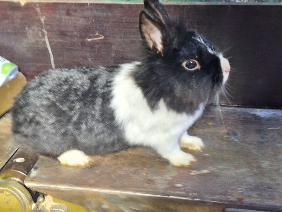 Króliki 3  miniaturki