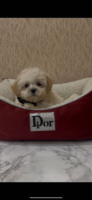 Мальтіпу хлопчик  ф2