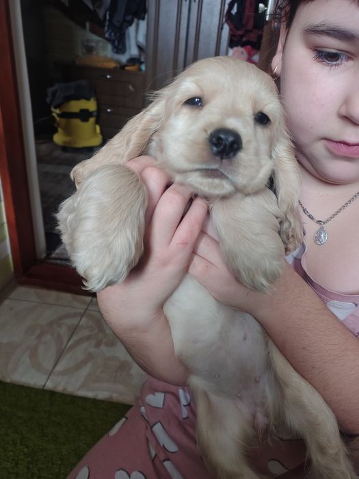 Гарні дівчата англійського кокер спаніеля