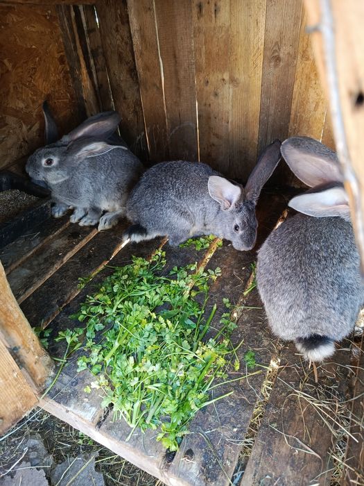 Продам    кролів