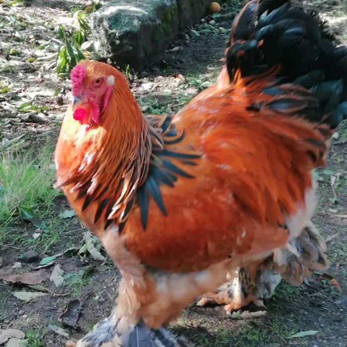 Ovos disponível brahmas