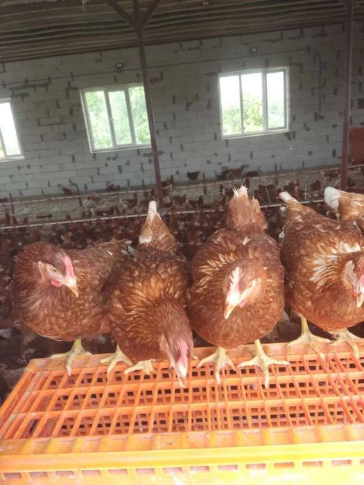 Єланець! Кури несушки ! Продам! Доставка безкоштовна