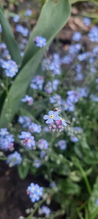 Вічнозелений барвінок незабутка живучка