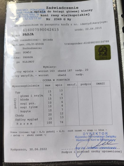 Klacz Wielkopolska z licencją