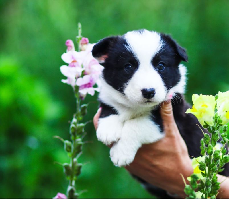 Welsh Corgi Cardigan ZKwP FCI