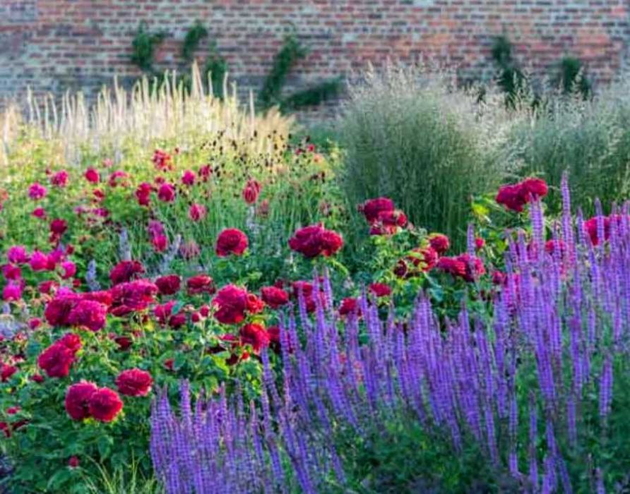 Багаторічники:Котовник,Шавлія, Пенстемон.