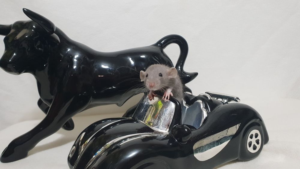 Szczur szczurek szczurki słodkie ogonki