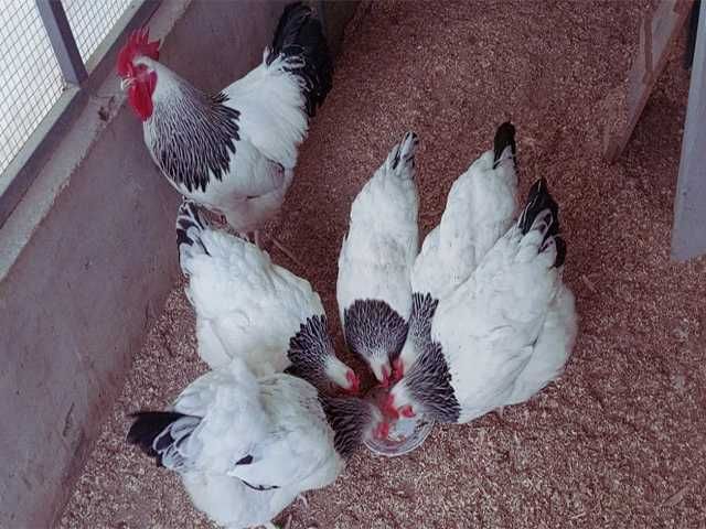 Яйце на інкубацію.Курчат. Суссекс колумбійський, фарфоровий, срібло.