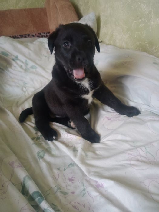 Отдам в хорошие руки