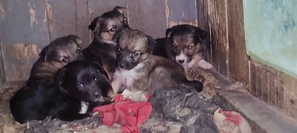 Отдам в добрые руки