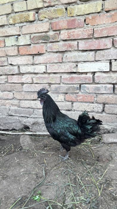 Продаються півні породи Аям Цемані (Ayam Cemani), 9 місяців