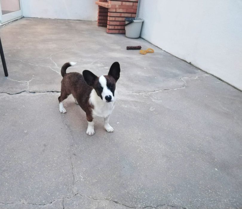 Fêmea Corgi com 5 meses