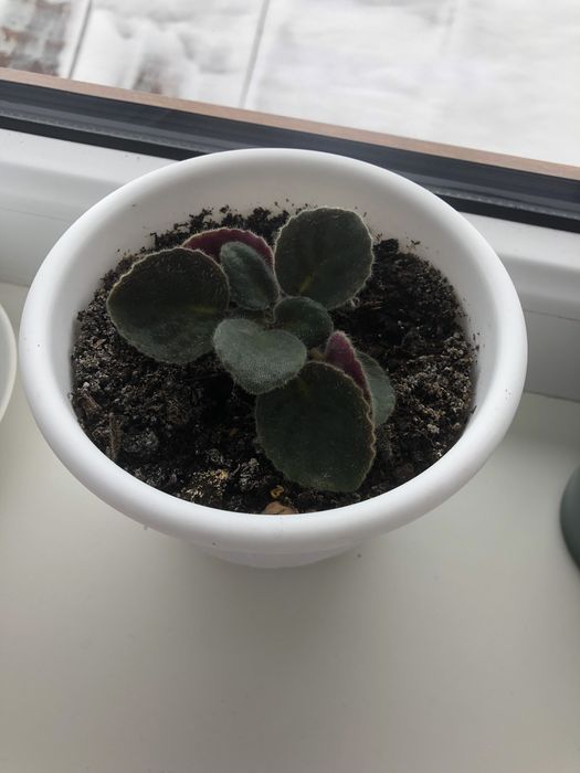 Продам кімнатні рослини Вазон