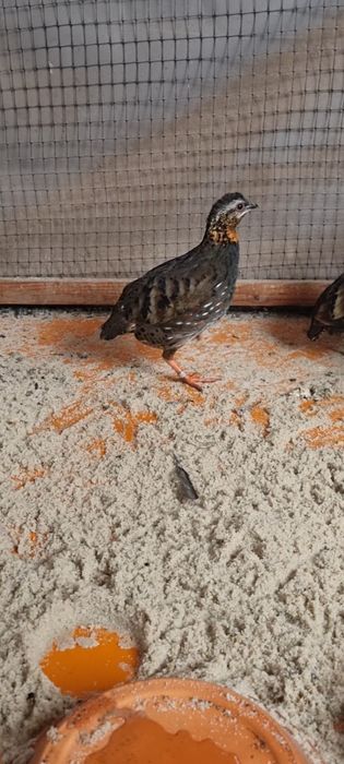 Arboarborophila Rufogularis