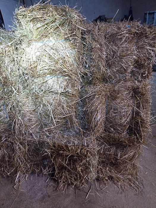 Palha de Azevem de Qualidade