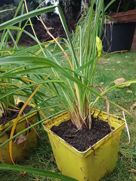 Liliowiec sadzonka bylina wieloletnia