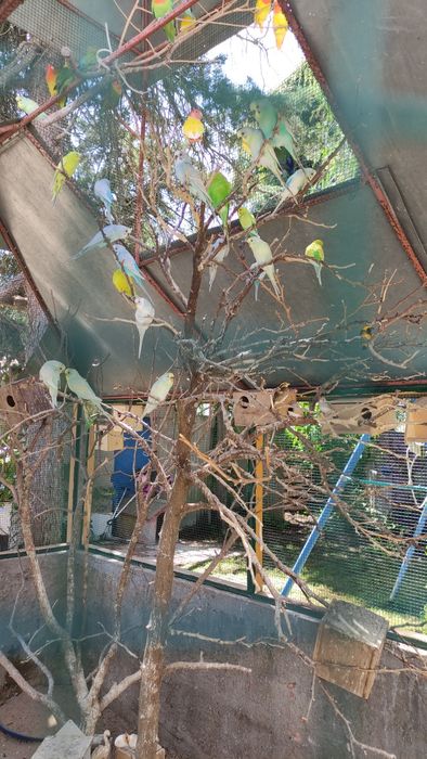 Pássaros: roseicolli