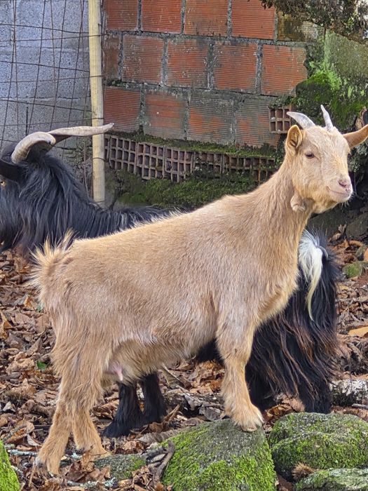 Casal cabras  anãs