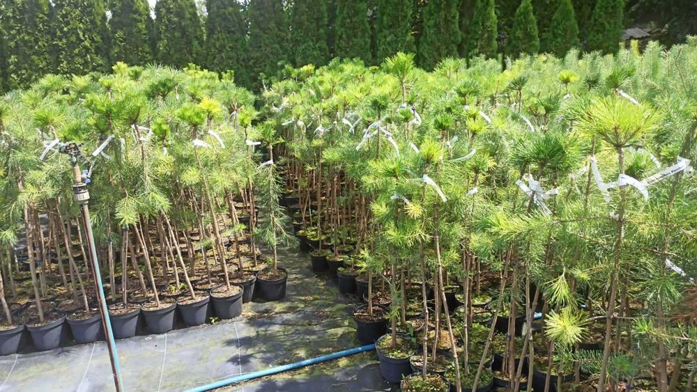 Сосна на штамбі бенжамін ( та інші )