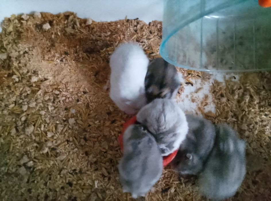 Хомячки Кременчуг