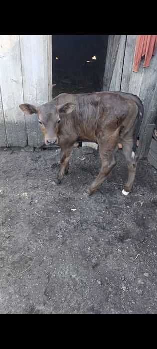 Продам теличку три тижні
