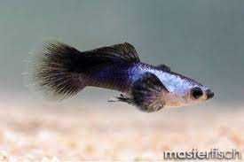 Poecilia wingei "Panda" - gupik "Panda"