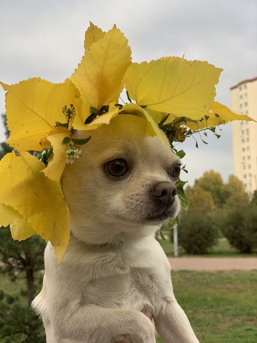 Вязка чихуахуа Киев , Борисполь