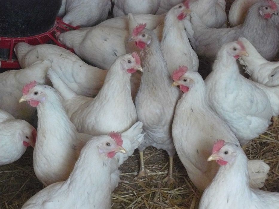 Młode kury nioski Sendy.