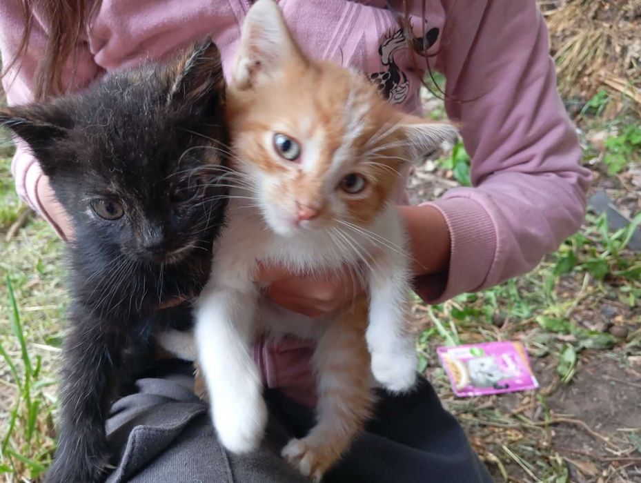 Кошеня шукає домівку