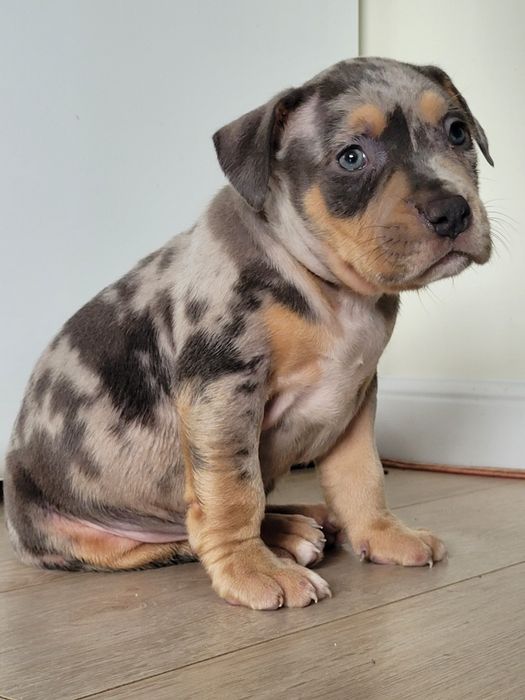 American bully blu tricolor merle standard