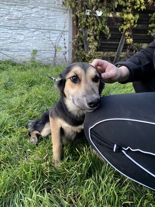 Ніжна дівчинка у пошуку дому !