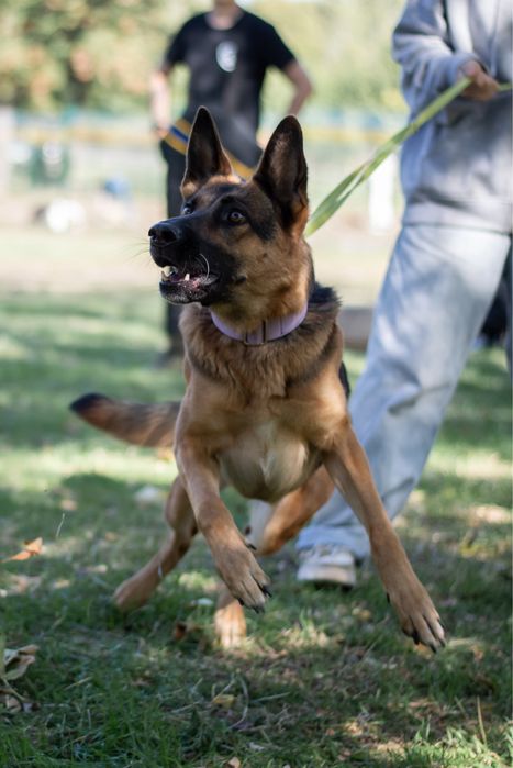 Кинолог, дрессировка собак