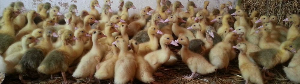 Kaczki pisklęta do dalszego odchowu możliwy transport