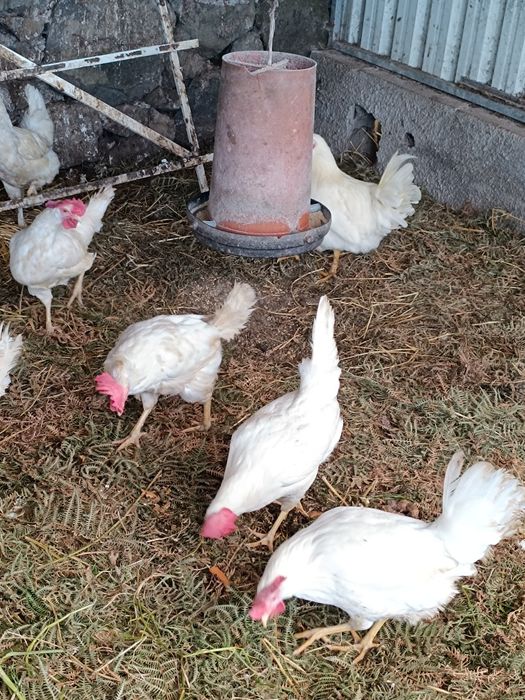 Vendo ovos fertilizados da raça legorne (poedeiras)