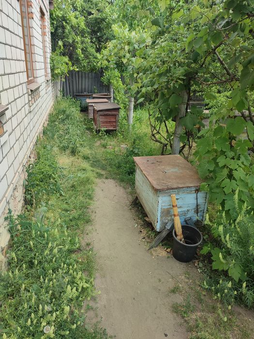 Продам власну пасіку